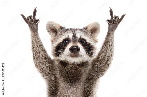 Portrait of a funny raccoon showing a rock gesture isolated on white ...