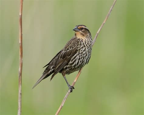 Female Blackbirds Choose Their Mates | BirdNote