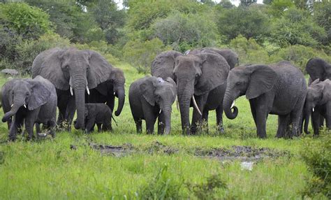 Not a Single Elephant Poached in 3 Years for Revamped Chad Park - Good ...