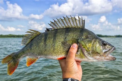 Perch Fishing Tips- Expert Techniques and Tools You Need to Know ...