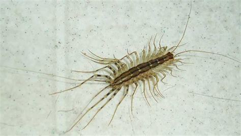 House Centipede vs Silverfish - How to tell the difference (2022)