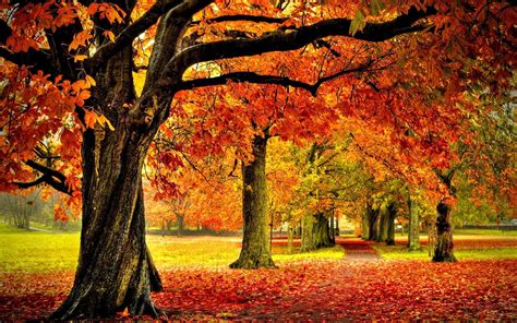 Beautiful Autumn Trees Wallpapers - Wallpaper Cave