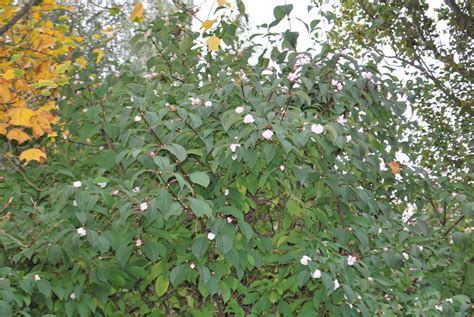 Viburnum Bodnantense Dawn | Emerald Plants