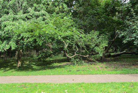 Celtis sinensis in Bute Park