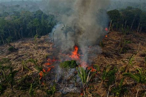 Deforestation increased in 2022 despite pledges to save forests | New ...