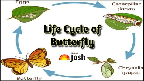 Butterfly Life Cycle: Four Stages of Butterfly Metamorphosis Explained ...