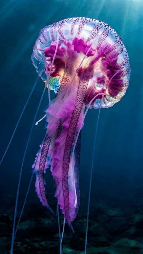 Jellyfish tattoo | Animali acquatici, Animali marini, Fotografia di animali