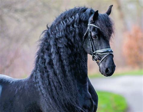 Friesian Stallion