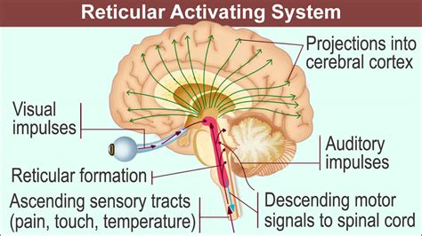 Brain stem anatomy, function, brain stem stroke & brain stem tumor