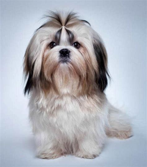 Shih Tzu Hair Styles Puppy Cut : Shih Tzu Haircuts Shih Tzu Haircuts ...