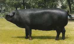 The Different Breeds of Swine - Large Black. Large Black Pig Breed ...