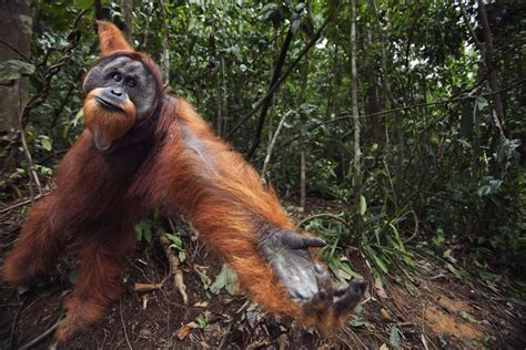 Orangutans and Palm Oil: Protecting Forests to Help Great Apes ...