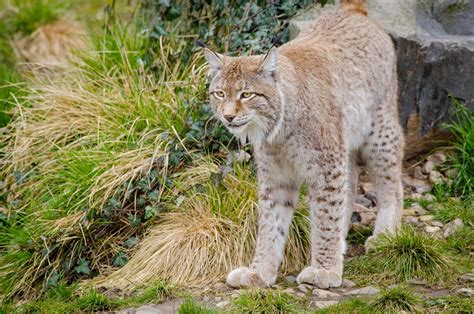 Lynx Fact Sheet | Blog | Nature | PBS