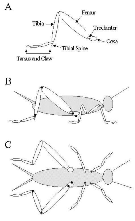 Cricket configuration. A) Leg segments. B) Side view. C) Ventral view ...