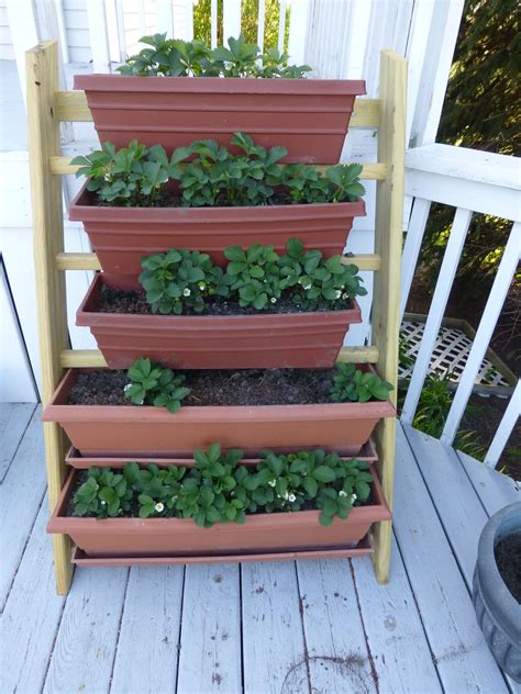 My vertical strawberry garden | Strawberry garden, Growing herbs, Diy ...