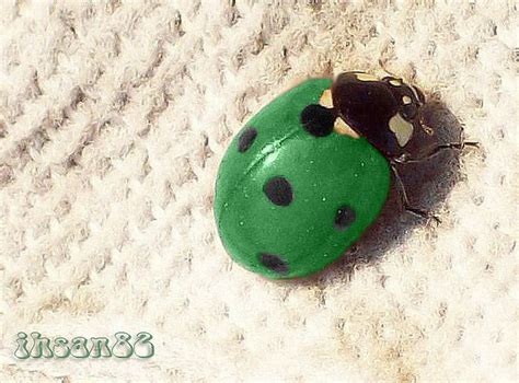 Green Ladybug Easy Guide And Identifying Them With Images