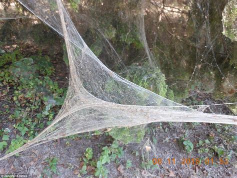 Thousands of rare spiders spin a gigantic web through Texas park ...