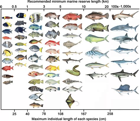 Tackle Box ID Florida Saltwater Fish Identification Card Set Three ...