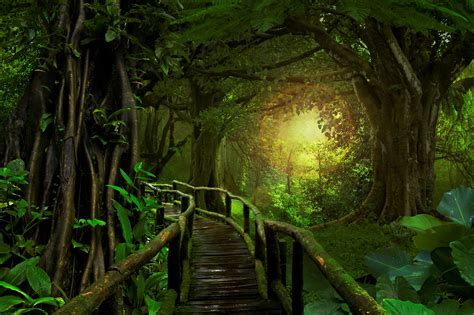 Bridge In Tropical Forest (#2105116) - HD Wallpaper & Backgrounds Download