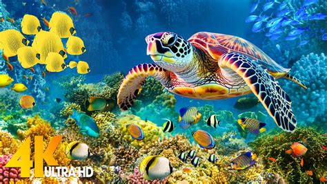 The Ocean 4K - Sea Animals for Relaxation, Beautiful Coral Reef Fish in ...