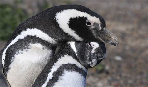 Magellanic penguin mating season begins in Argentina | Daily Mail Online