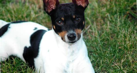 Rat Terrier Dog Breed — Temperament & Care