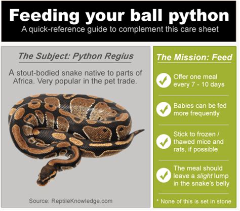 Ball Python Feeding Tips - How to Feed Your Pet Snake