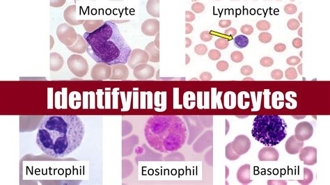 Identifying Leukocytes - YouTube