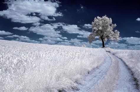 Infrared Trees Photography by Przemysław Kruk - ArtPeople.Net