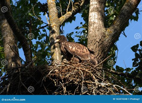 White-tailed Eagle in the Nest with Small Birds Stock Photo - Image of ...