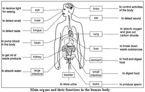 free internal organs worksheet | ... _worksheets/face_and_body/body ...