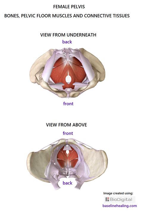 Pelvic Anatomy Bones