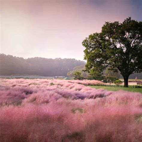 Muhly Grass Seeds - Pink Muhly Ornamental Grass Seed