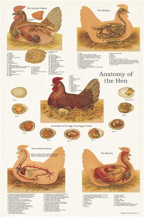 Chicken Hen Muscle Skeletal Anatomy Poster 20 X 30 - Etsy