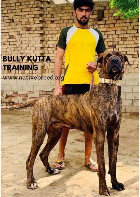 Indian Bully Kutta Dog Breed | Pakistani Mastiff - Native Breed.org