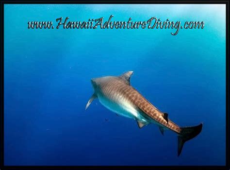 Tiger Shark, Hawaii Adventure Diving Open Water Free Dive Shark Diving ...