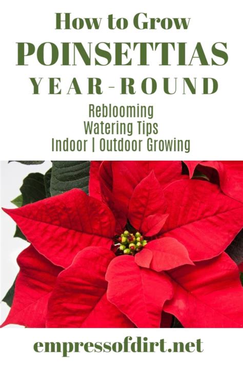 How to Grow Poinsettias Indoors and Make Them Rebloom | Empress of Dirt