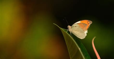 Mark Chitwood Photography: Sioux Falls Sertoma Butterfly House