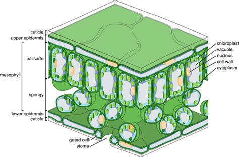 Cross-section of typical leaf showing tissues and structures including ...