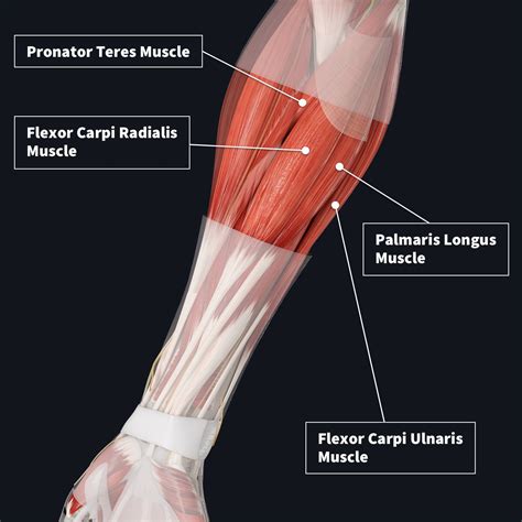 Muscle compartments of the forearm | Complete Anatomy