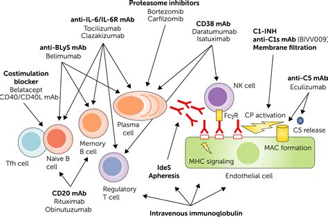 The therapeutic challenge of late antibody‐mediated kidney allograft ...