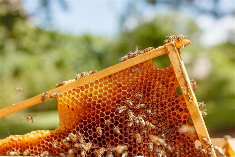 How Do Bees Make Honey?