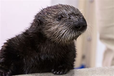 Shedd's Adorable Sea Otter Pups Have Names After Nearly 20,000 Votes ...