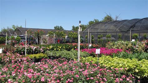 Plant Nursery & Landscaping Services | Orlando, FL Area | Royal ...