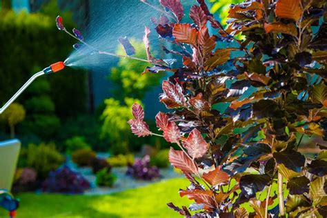 Beginners Guide To Protecting Your Garden From Pests | My Decorative