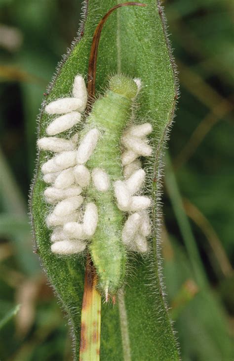 Parasitic Wasp Larvae On Caterpillar Photograph by Vaughan Fleming - Pixels