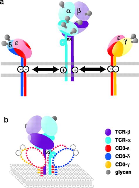 Crystal structure of a human CD3-ε/δ dimer in complex with a UCHT1 ...