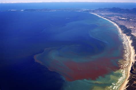 What is Red Tide? – "OCEAN TREASURES" Memorial Library