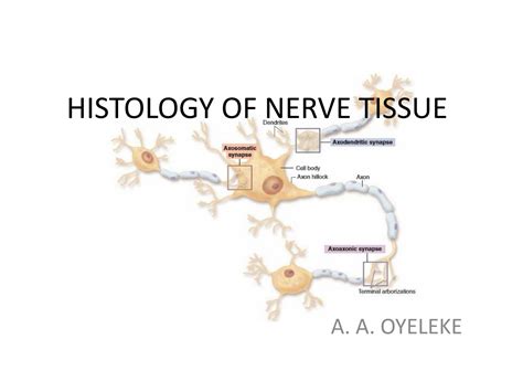 SOLUTION: Histology of nerve tissue - Studypool