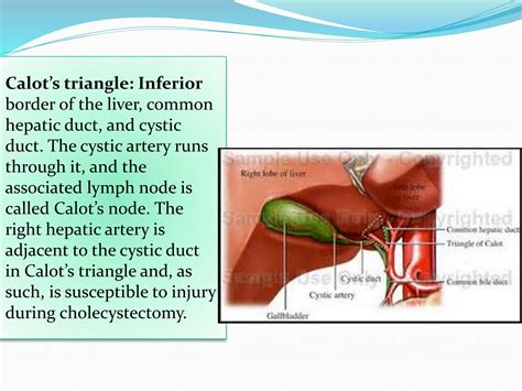 SOLUTION: Lecture on Biliary Tract Surgery - an overview ppt - Studypool